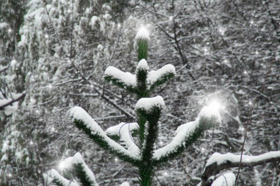 Il blog sotto la neve... rallenta ma non si ferma!